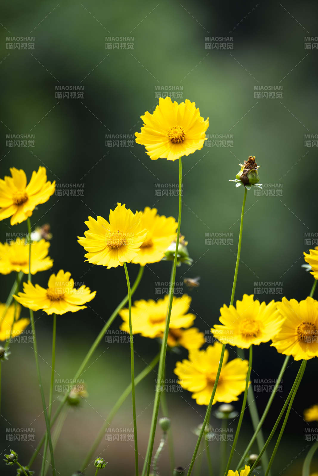 金秋花海绽放图片