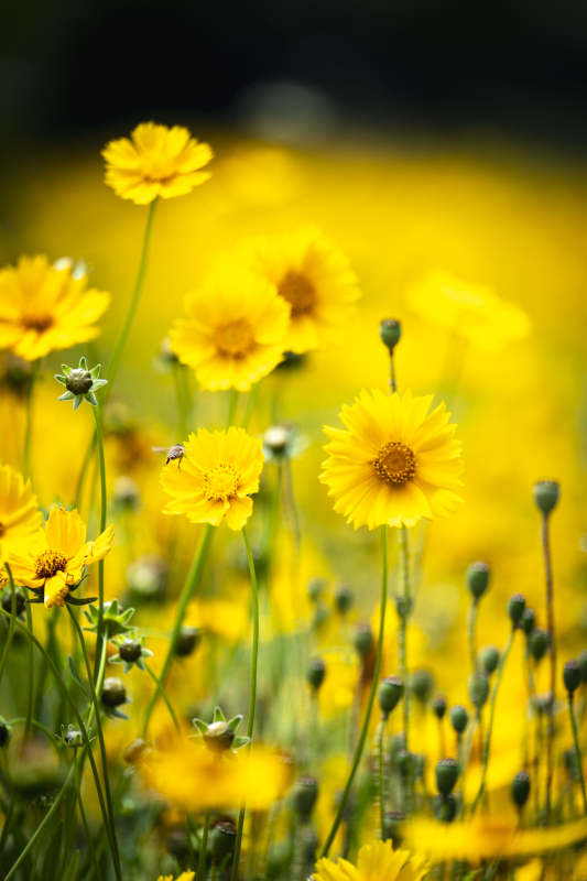 金花绽放 春意盎然图片