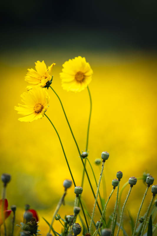 金花绽放 春意盎然图片