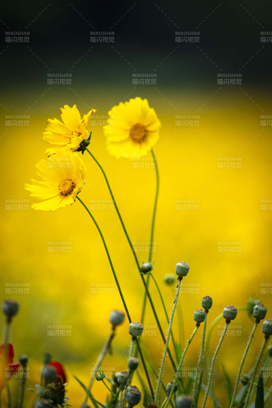 金花绽放 春意盎然图片