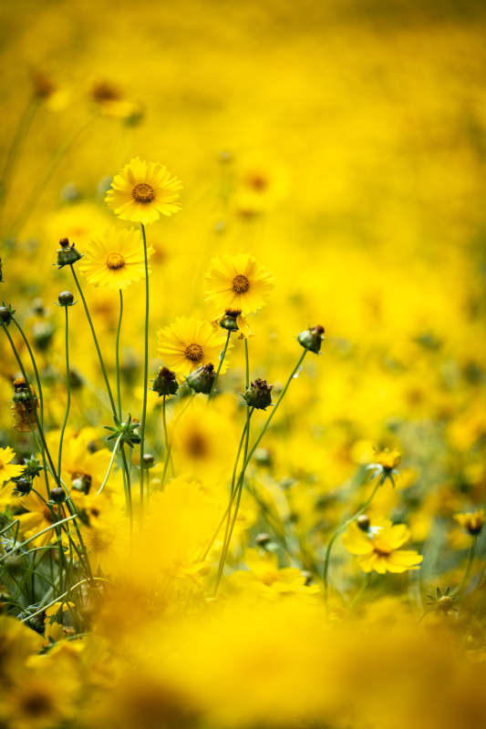 金黄花海绽放图片