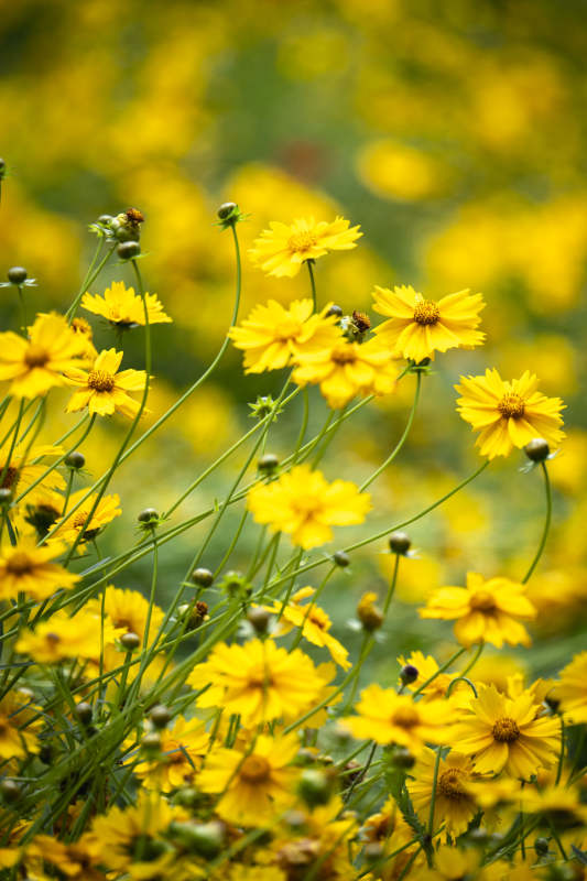 金花摇曳 蜂舞其中图片