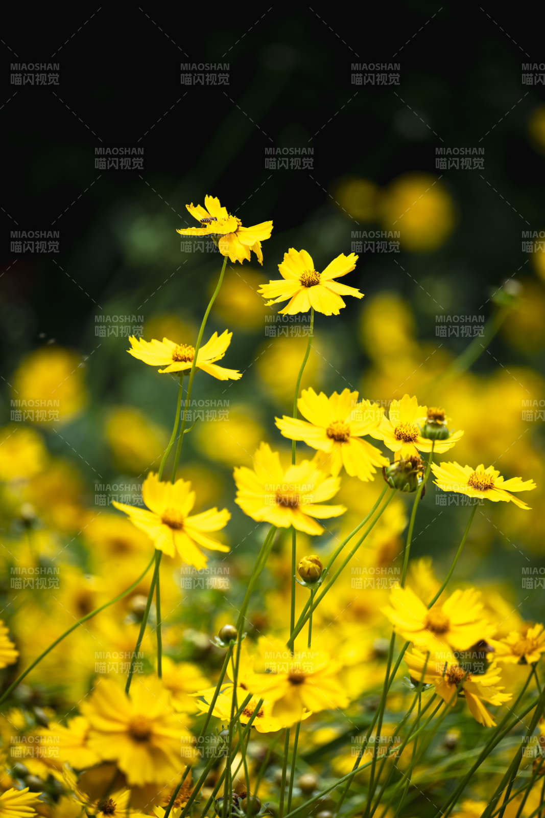 金花绽放春意浓图片