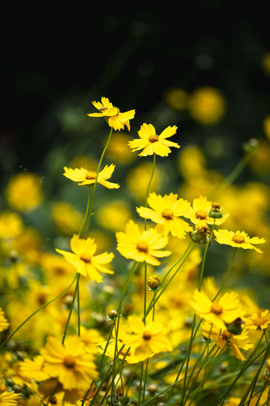 金花绽放春意浓图片