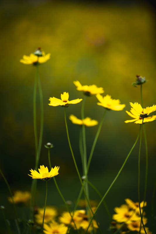 黄花摇曳春风里图片