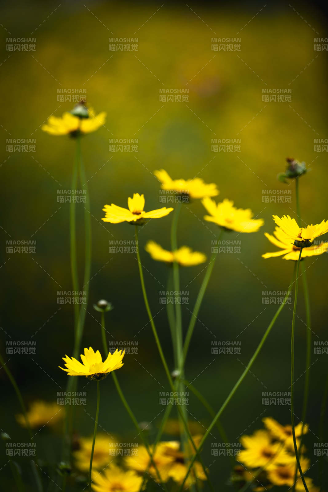 黄花摇曳春风里图片