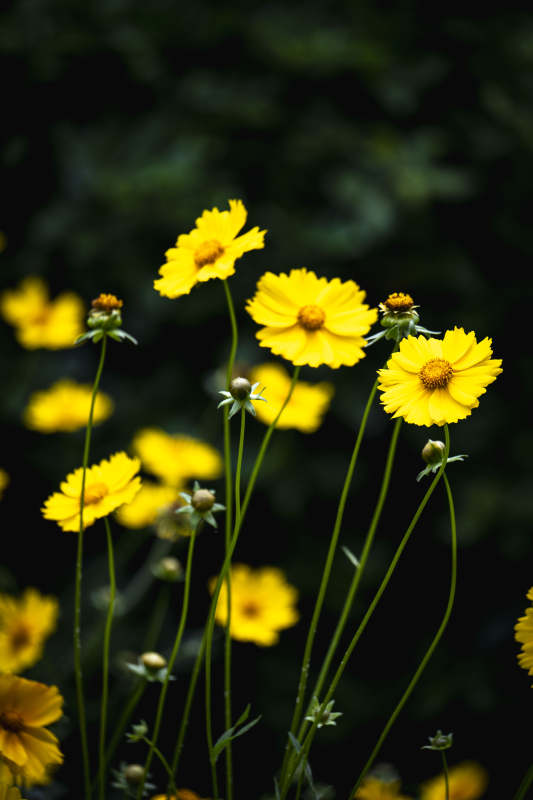 金秋菊绽放图片