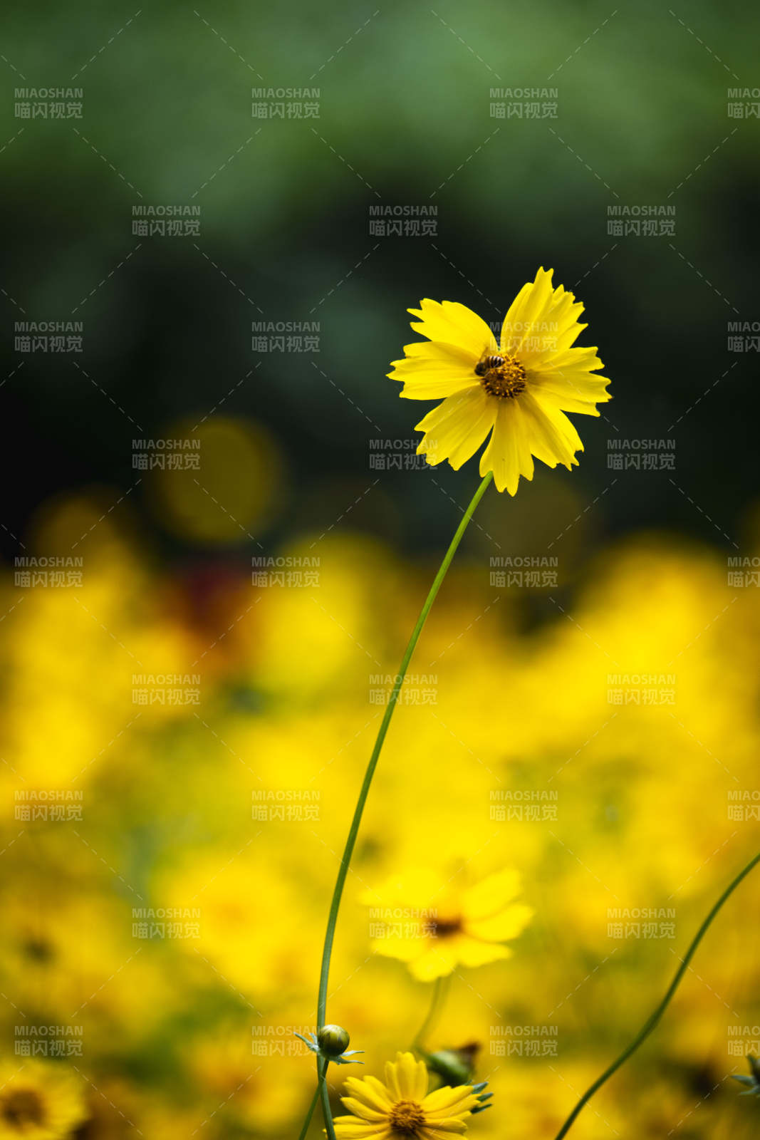 黄花独放春意浓图片