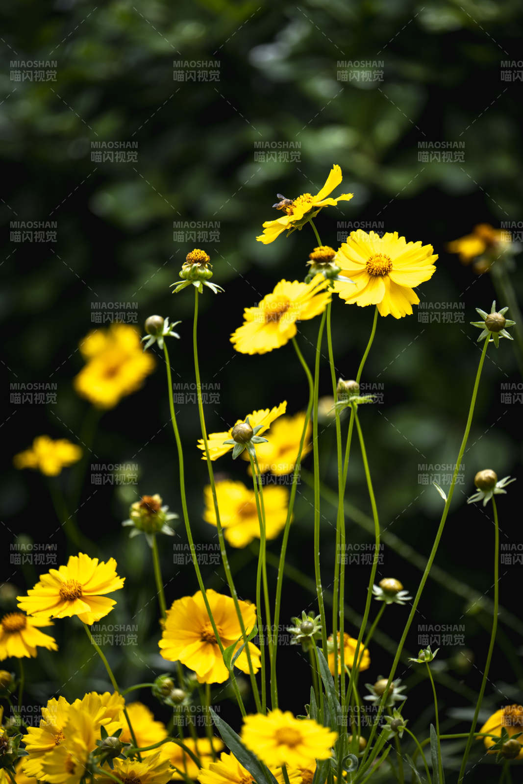 黄花丛中蜂飞舞图片