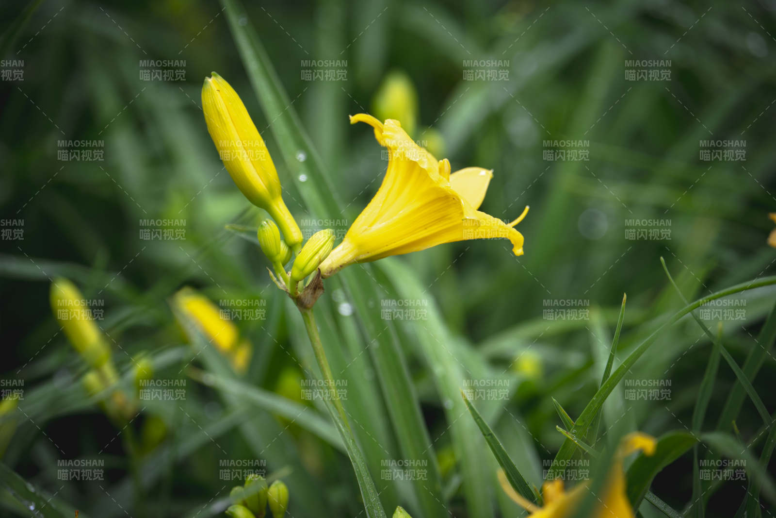 黄花绽放绿叶间图片