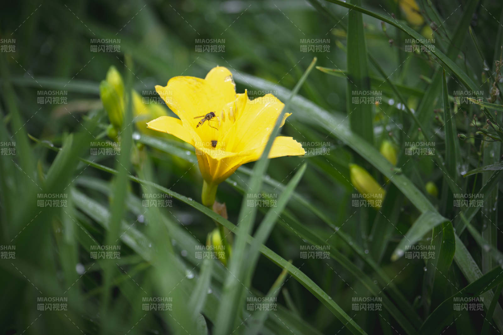 黄花上的小蜜蜂图片