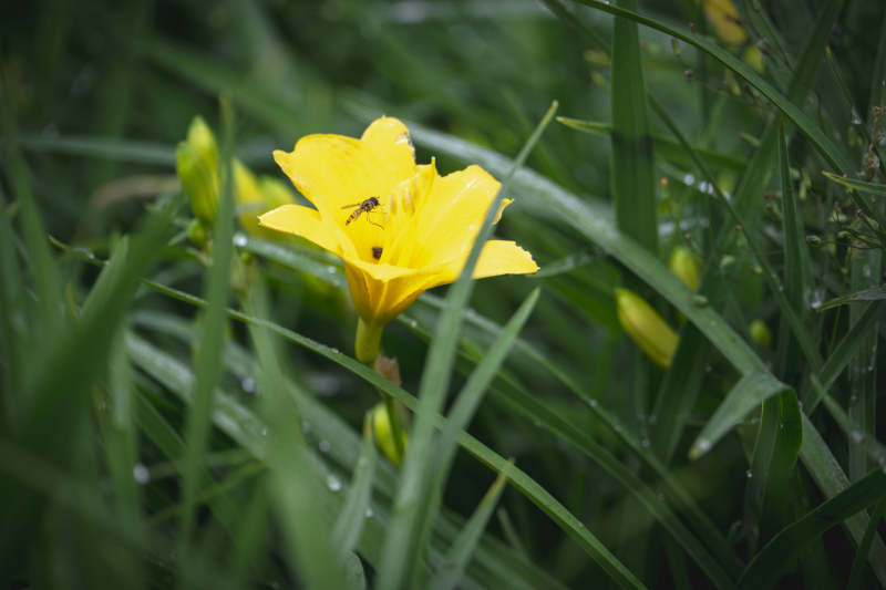 黄花上的小蜜蜂图片