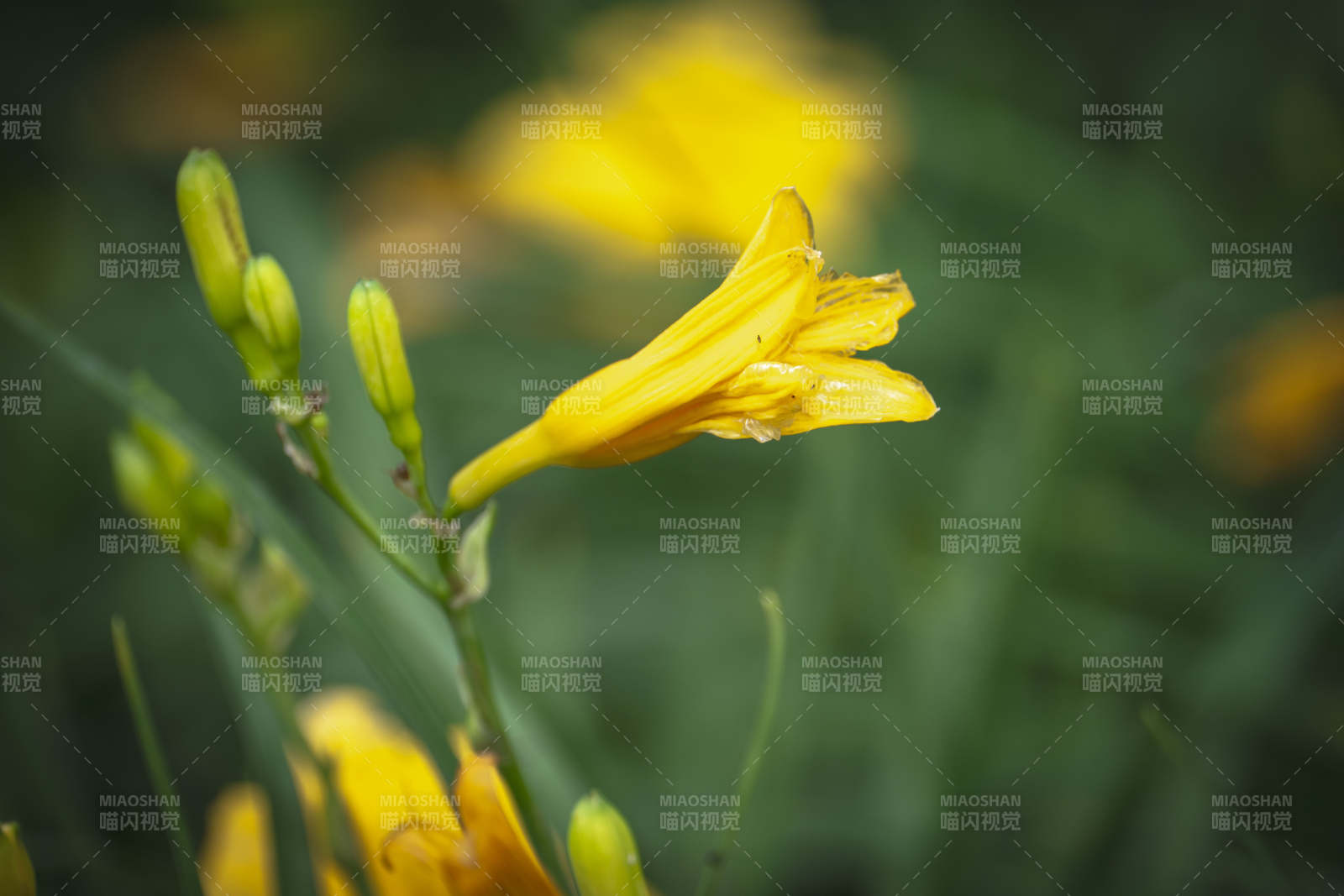 黄花绽放 生机盎然图片