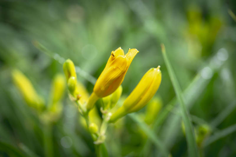 晨雾中勃勃生机的黄色萱草花蕾图片