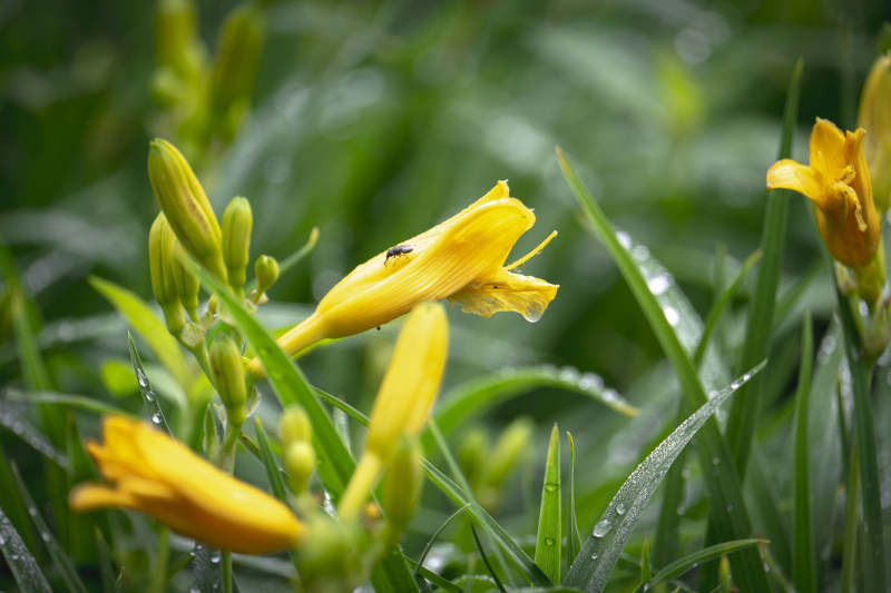 黄花绿叶雨滴图片