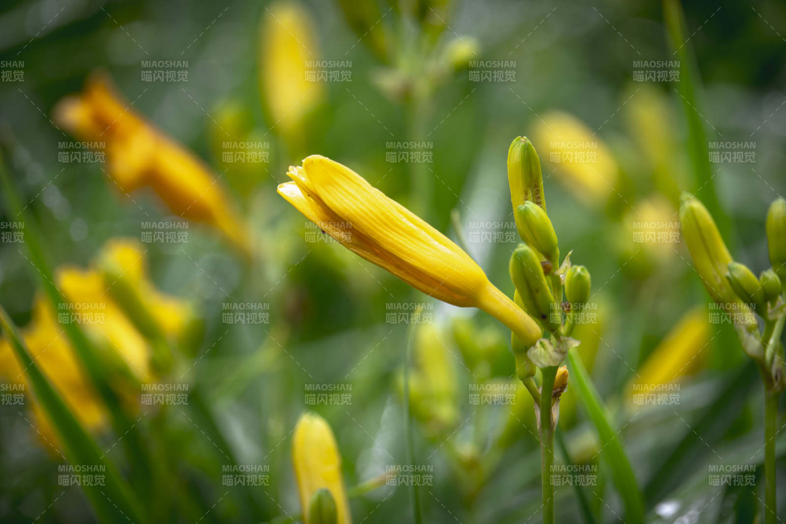 金黄萱草绽放图片