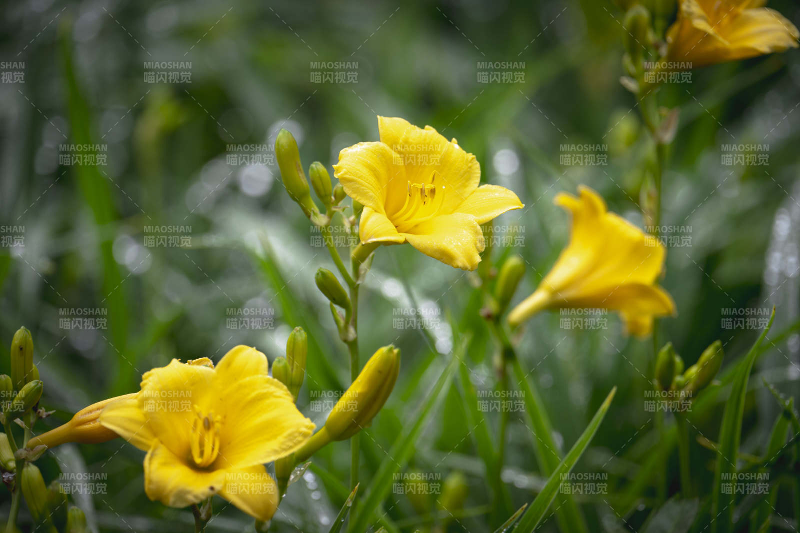 黄花绽放绿意中图片