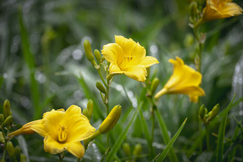 黄花绽放绿意中图片