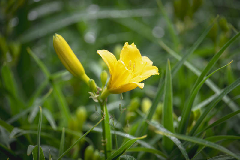 黄花绽放绿叶间图片