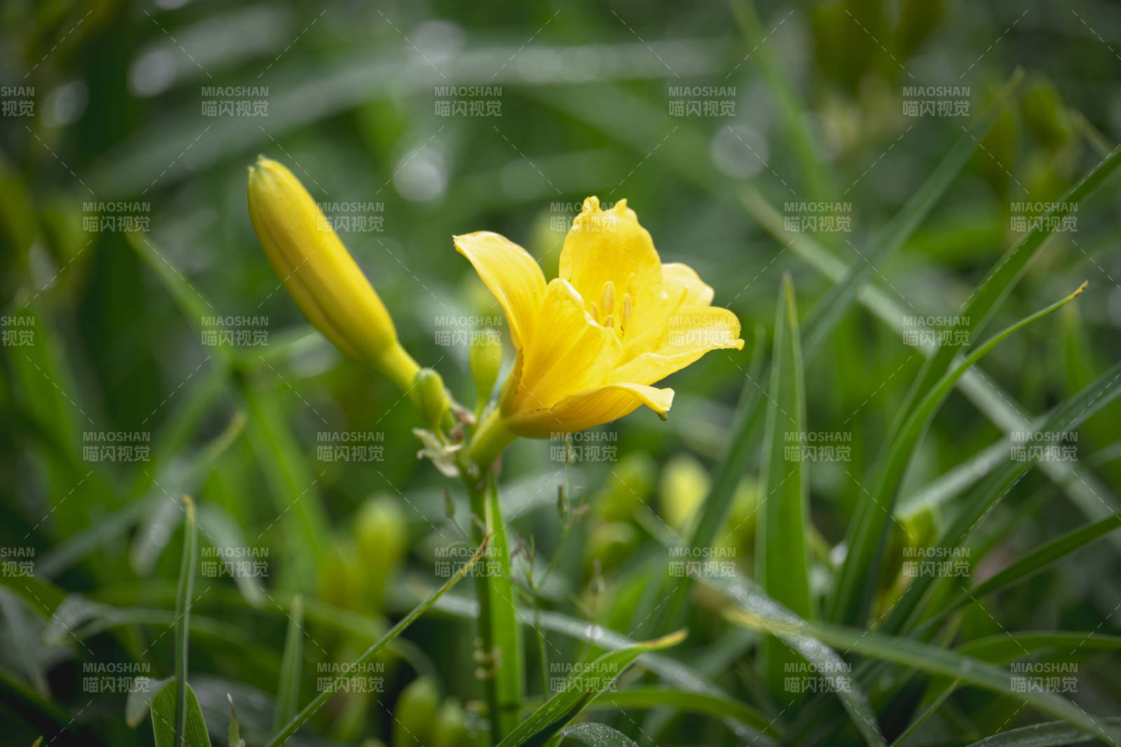 黄花绽放绿叶间图片