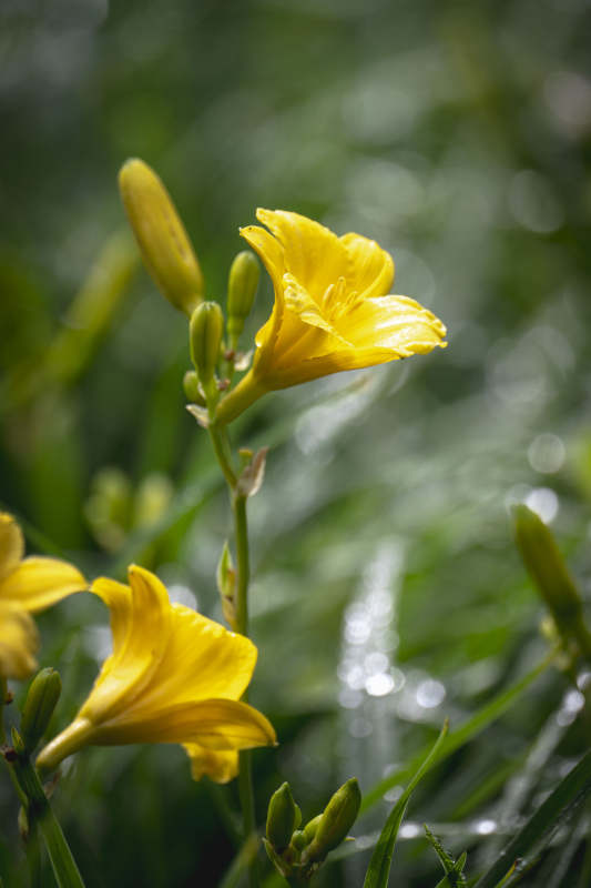 黄花绽放 绿意盎然图片