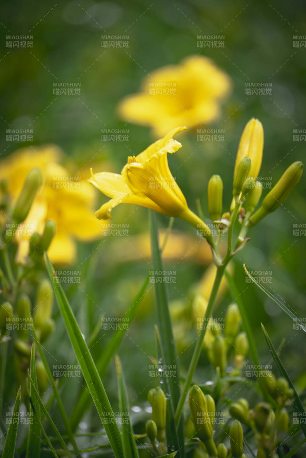 黄花绽放绿意中图片