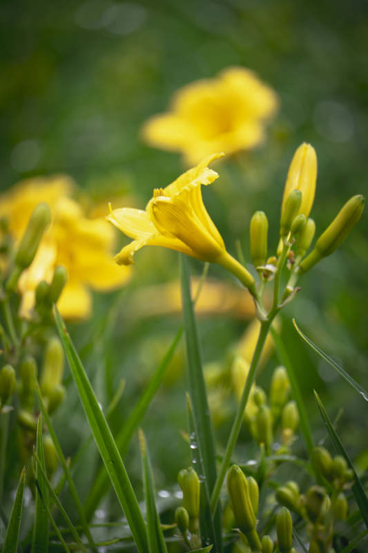 黄花绽放绿意中图片
