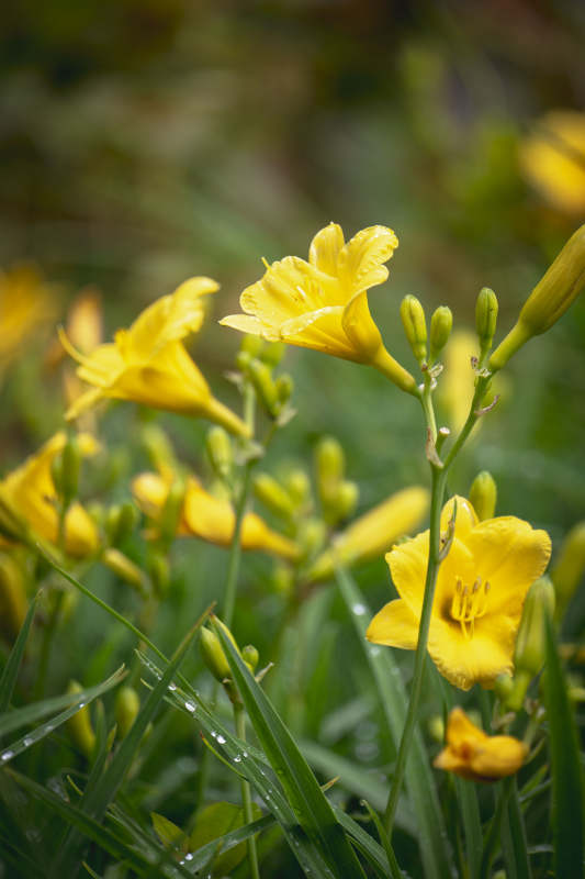 黄花绽放绿意中图片
