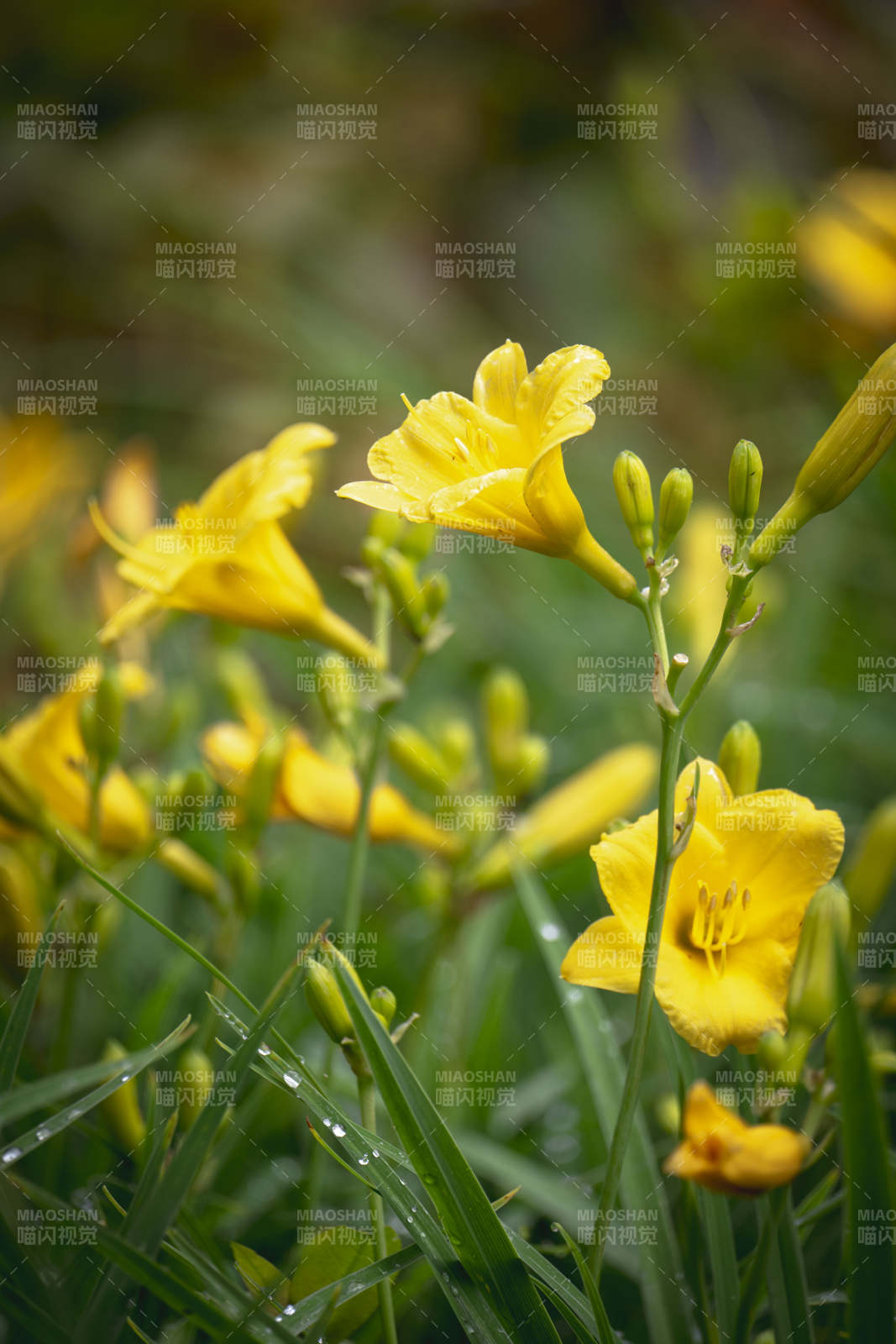 黄花绽放绿意中图片
