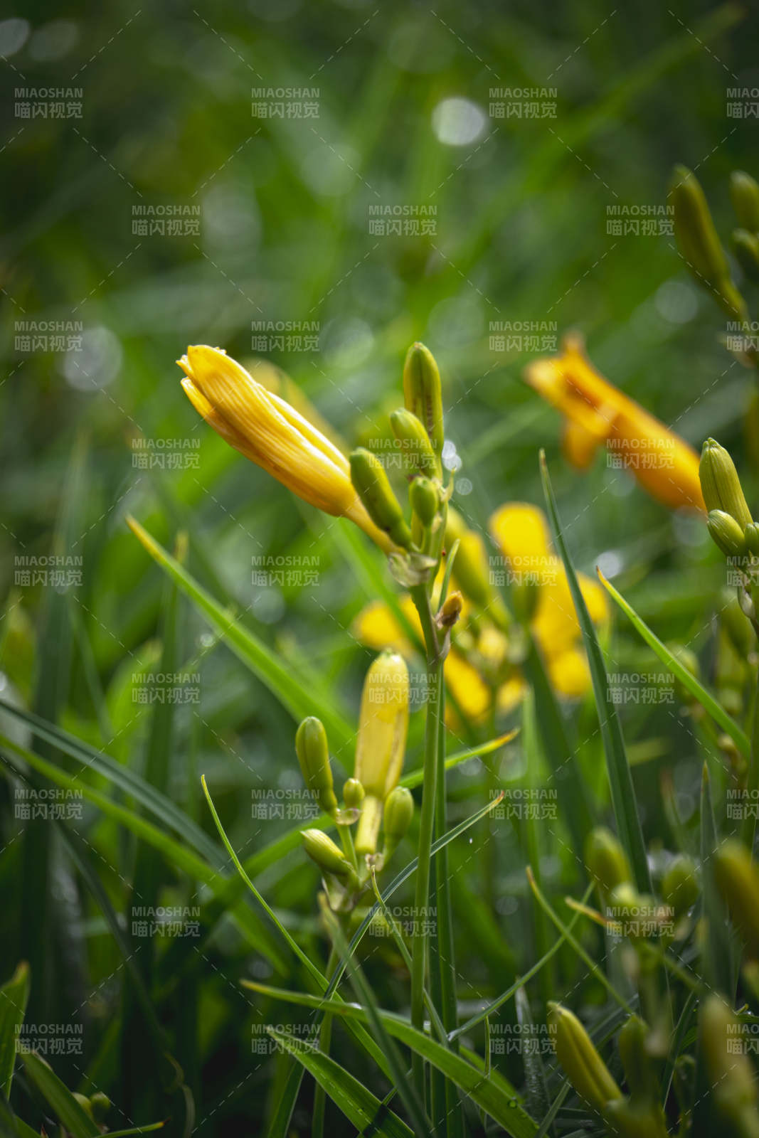 黄花绽放绿意中图片