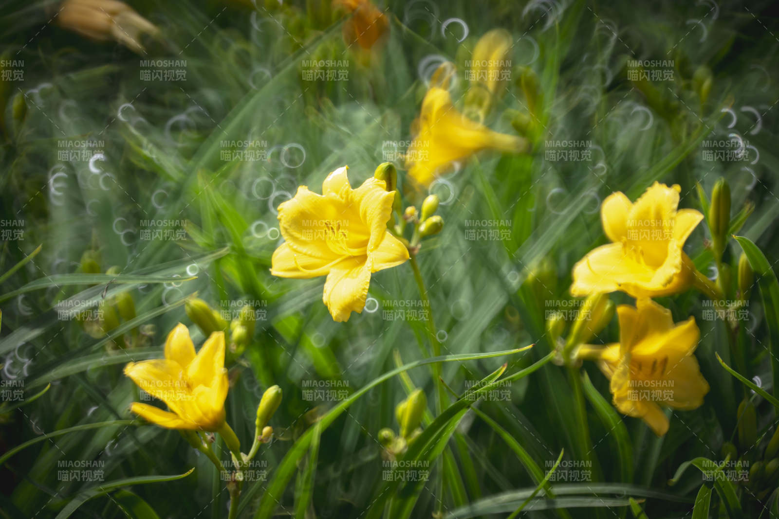 黄花绽放绿意中图片