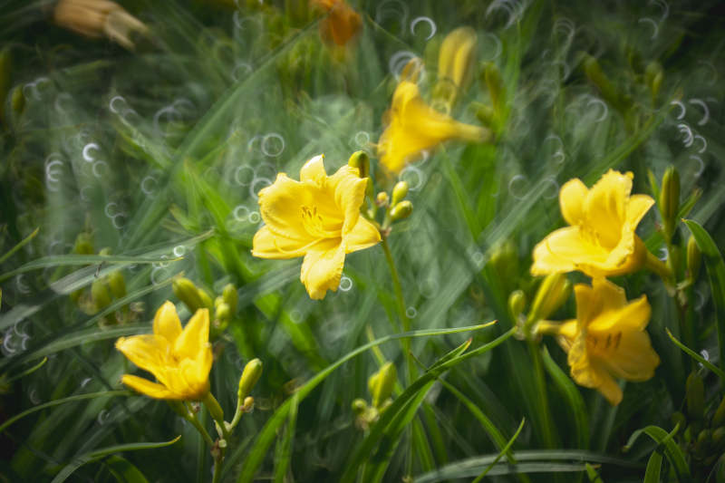 黄花绽放绿意中图片