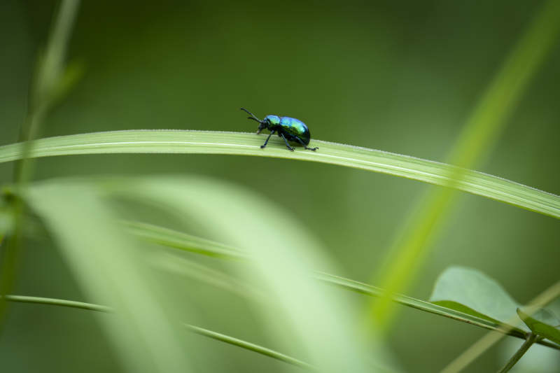 蓝甲虫栖息绿叶上图片