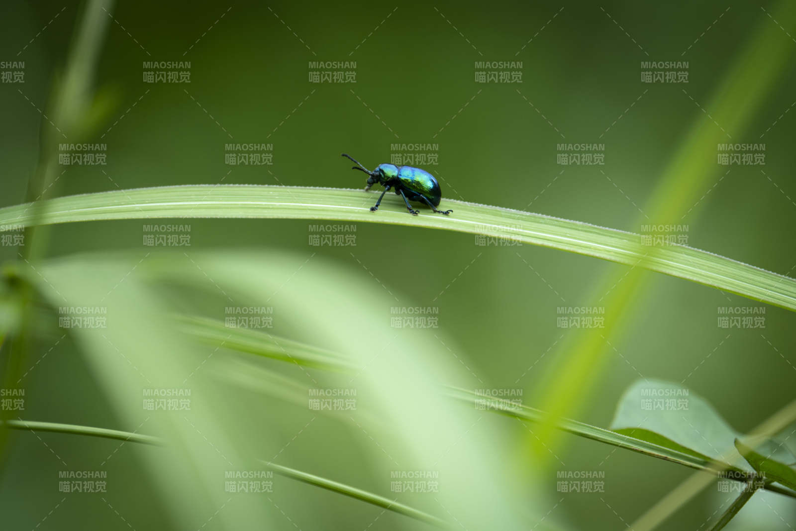 蓝甲虫栖息绿叶上图片
