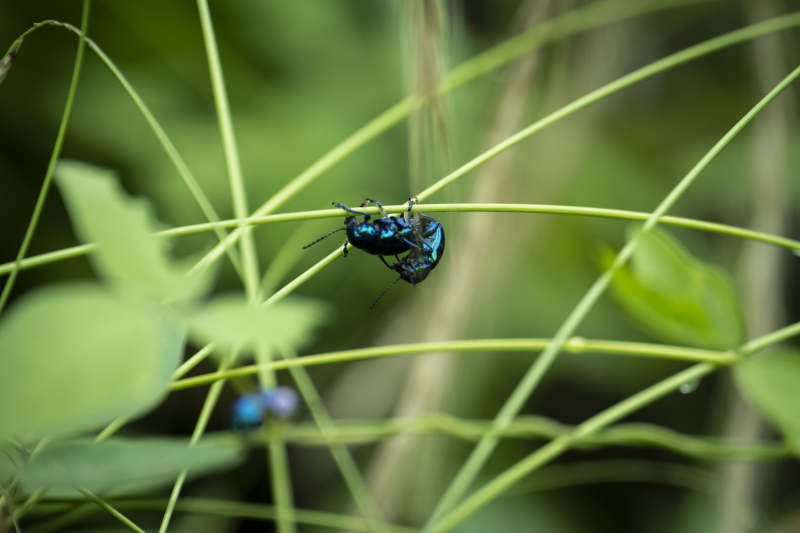 蓝甲虫栖息草叶间图片