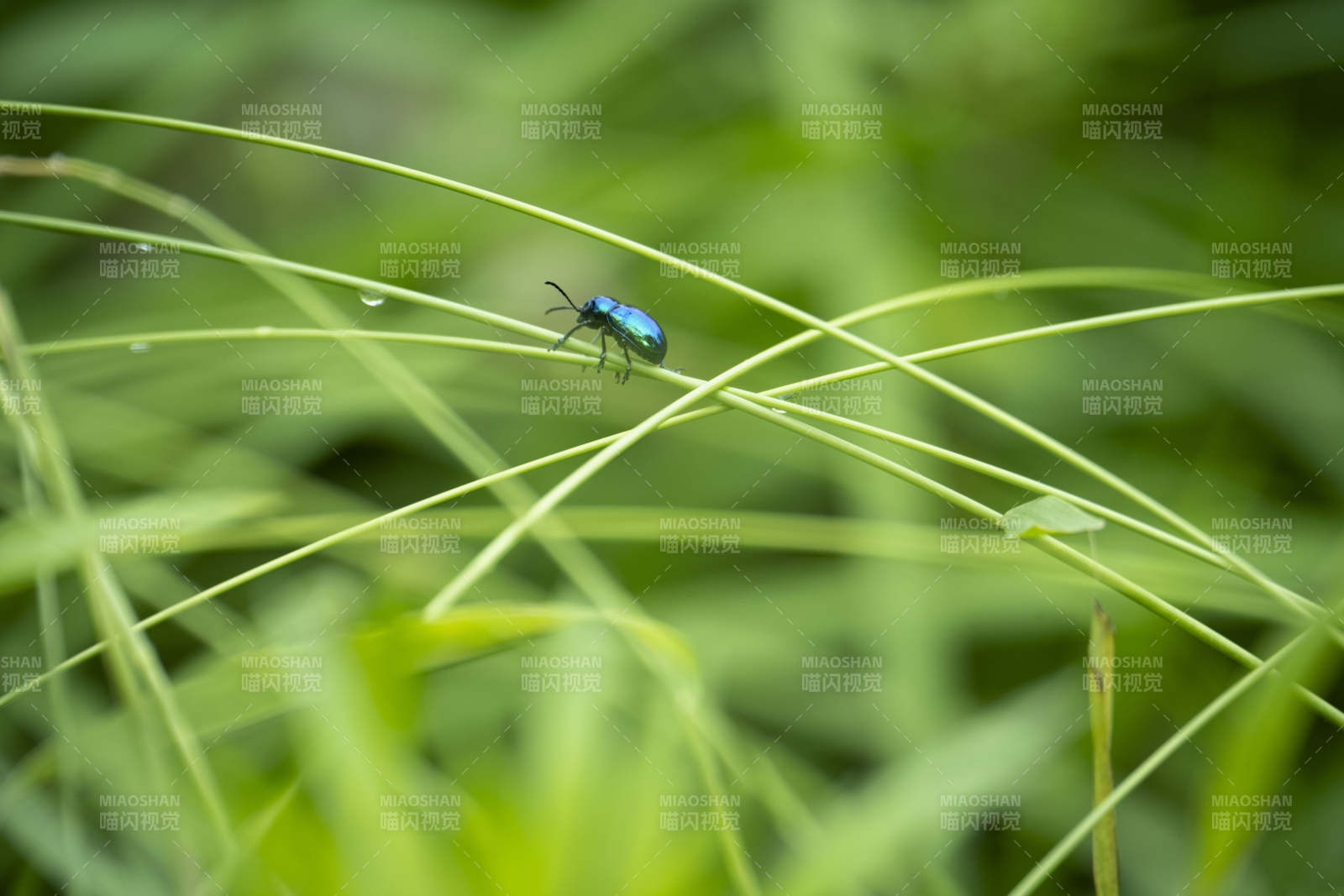 蓝甲虫栖草尖图片