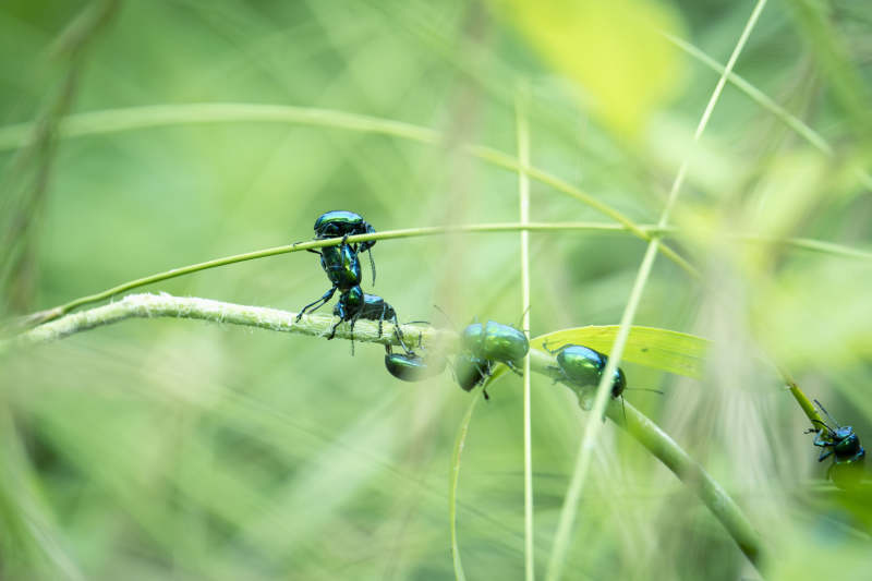 绿虫攀枝 自然生机图片