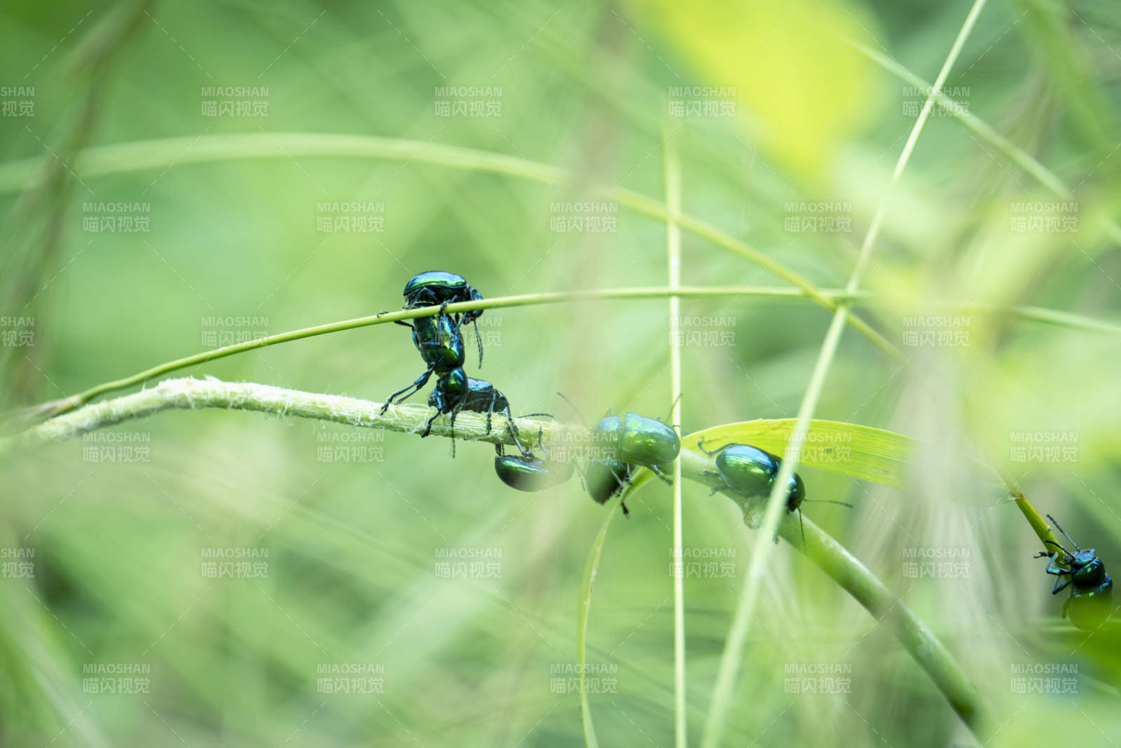 绿虫攀枝 自然生机图片
