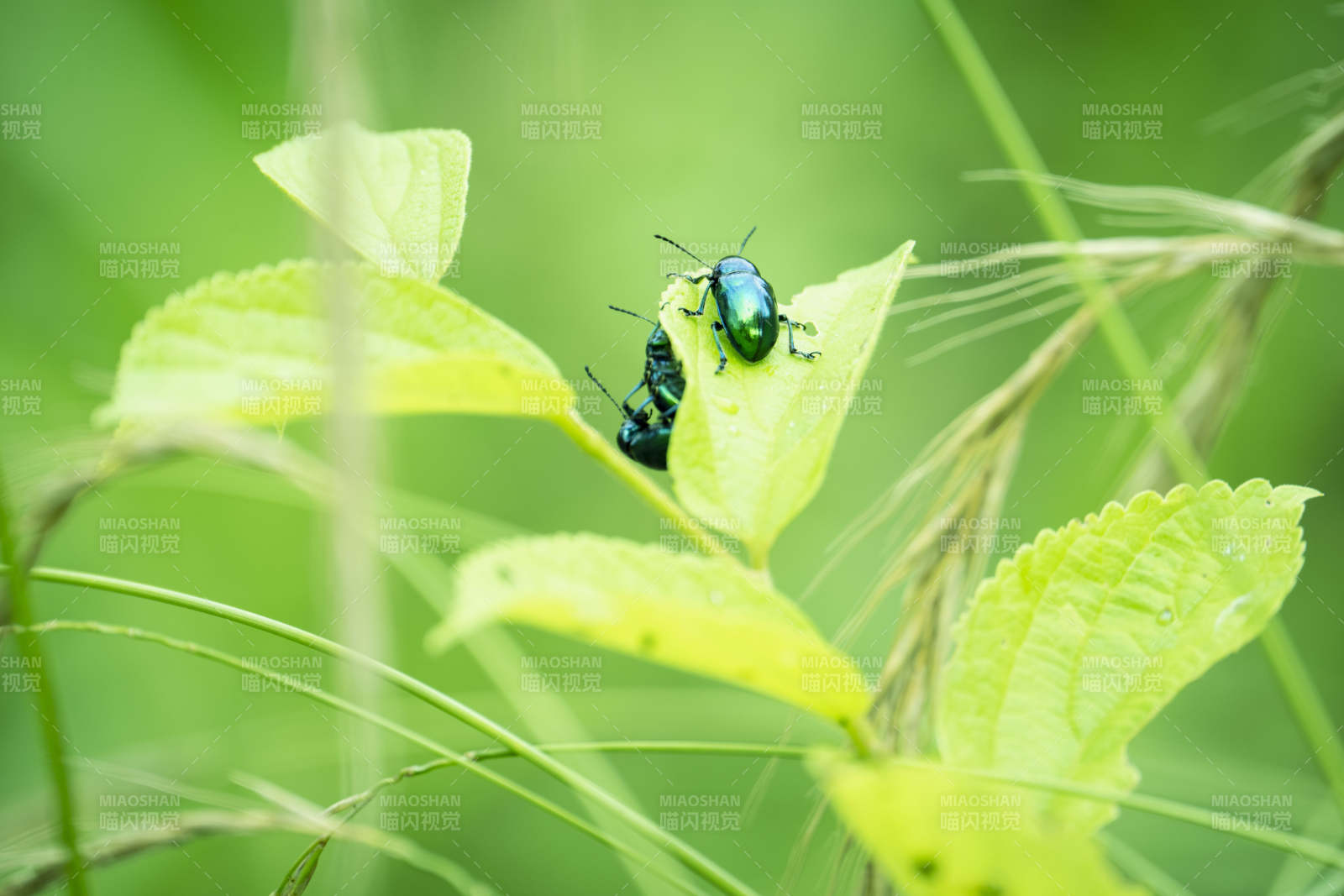 绿叶上的甲虫图片