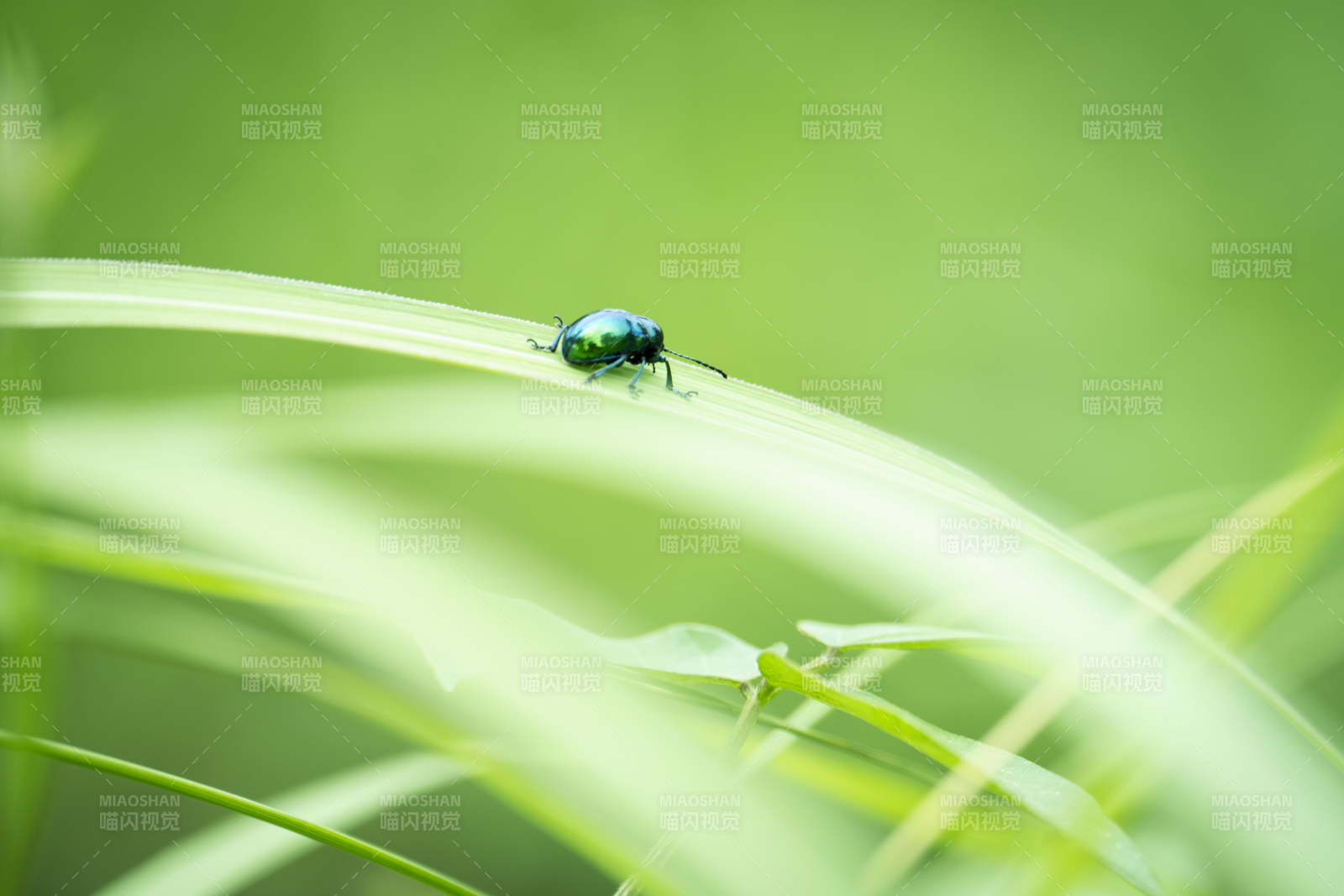 绿叶上的闪亮甲虫图片