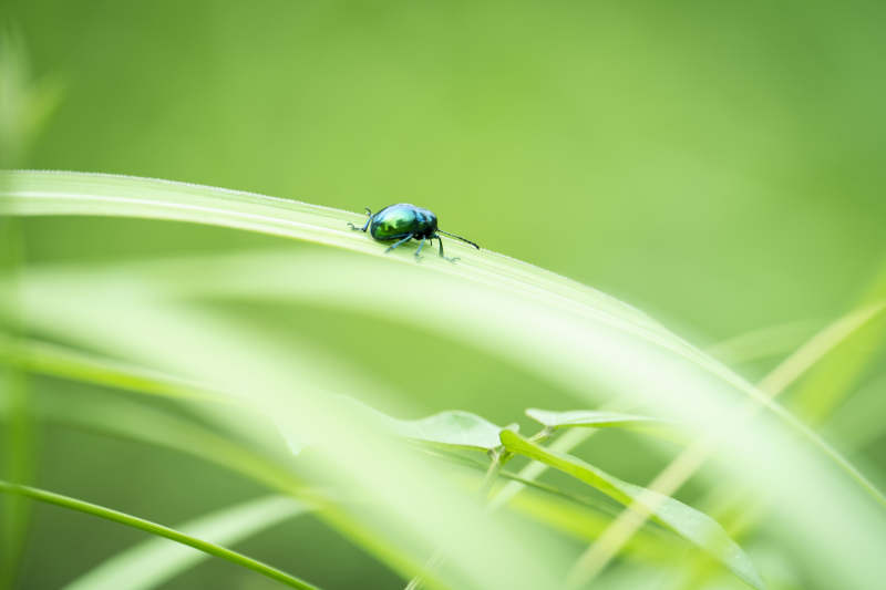 绿叶上的闪亮甲虫图片