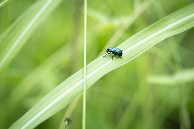 绿叶上的蓝甲虫图片