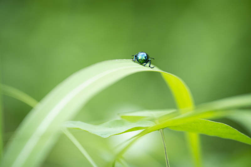绿叶上的小甲虫图片