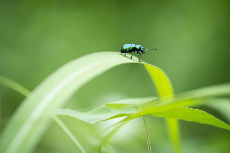 绿叶上的蓝甲虫图片