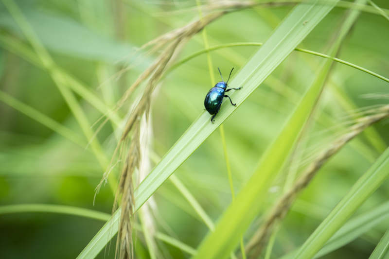 蓝甲虫栖息草叶图片