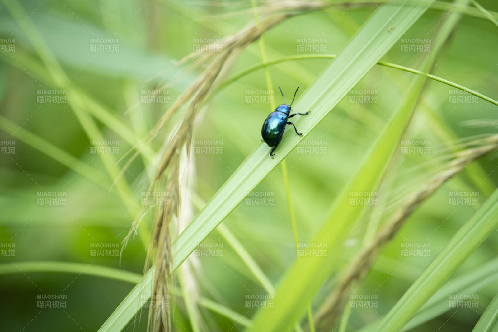 蓝甲虫栖息草叶图片