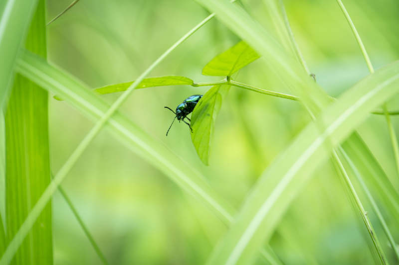 绿叶上的蓝甲虫图片