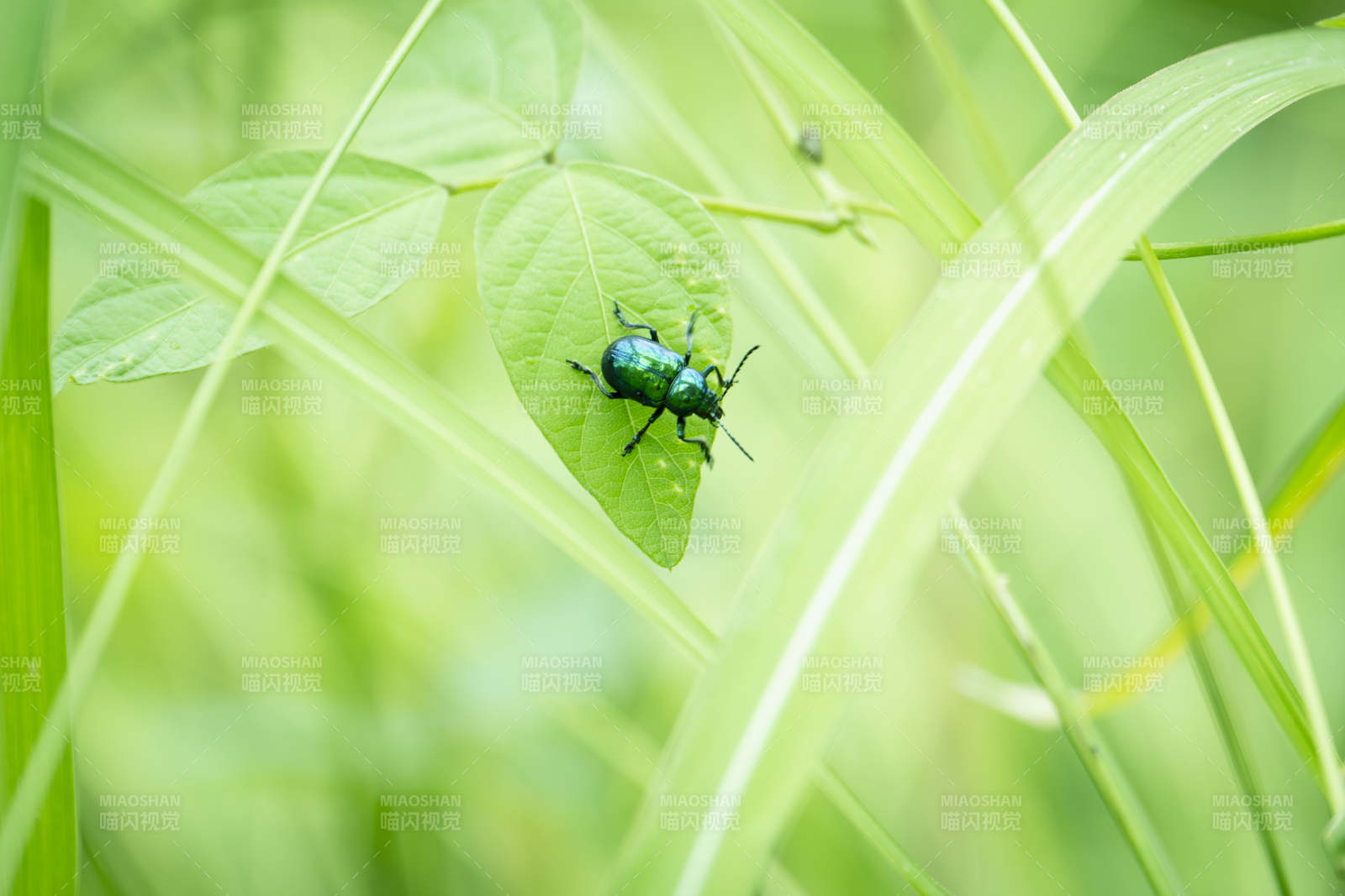 绿叶上的甲虫图片