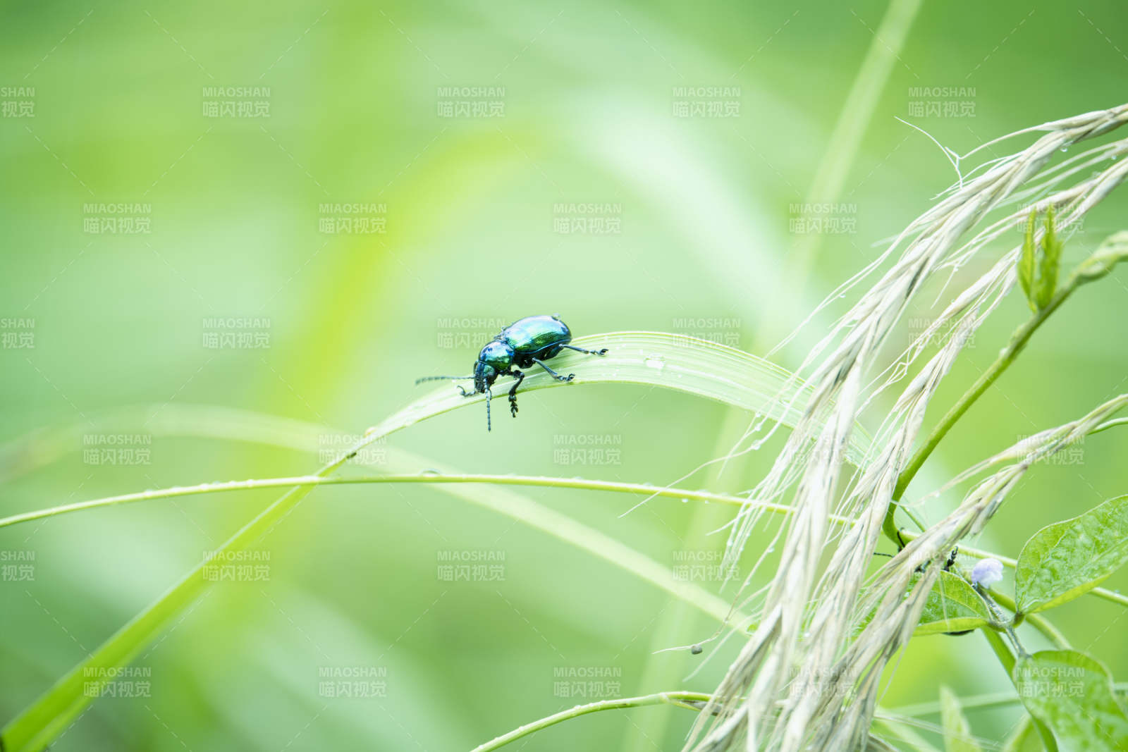绿甲虫栖息草叶上图片