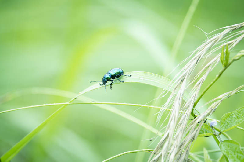 绿甲虫栖息草叶上图片